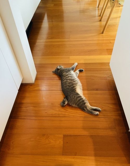 猫が寝とる…